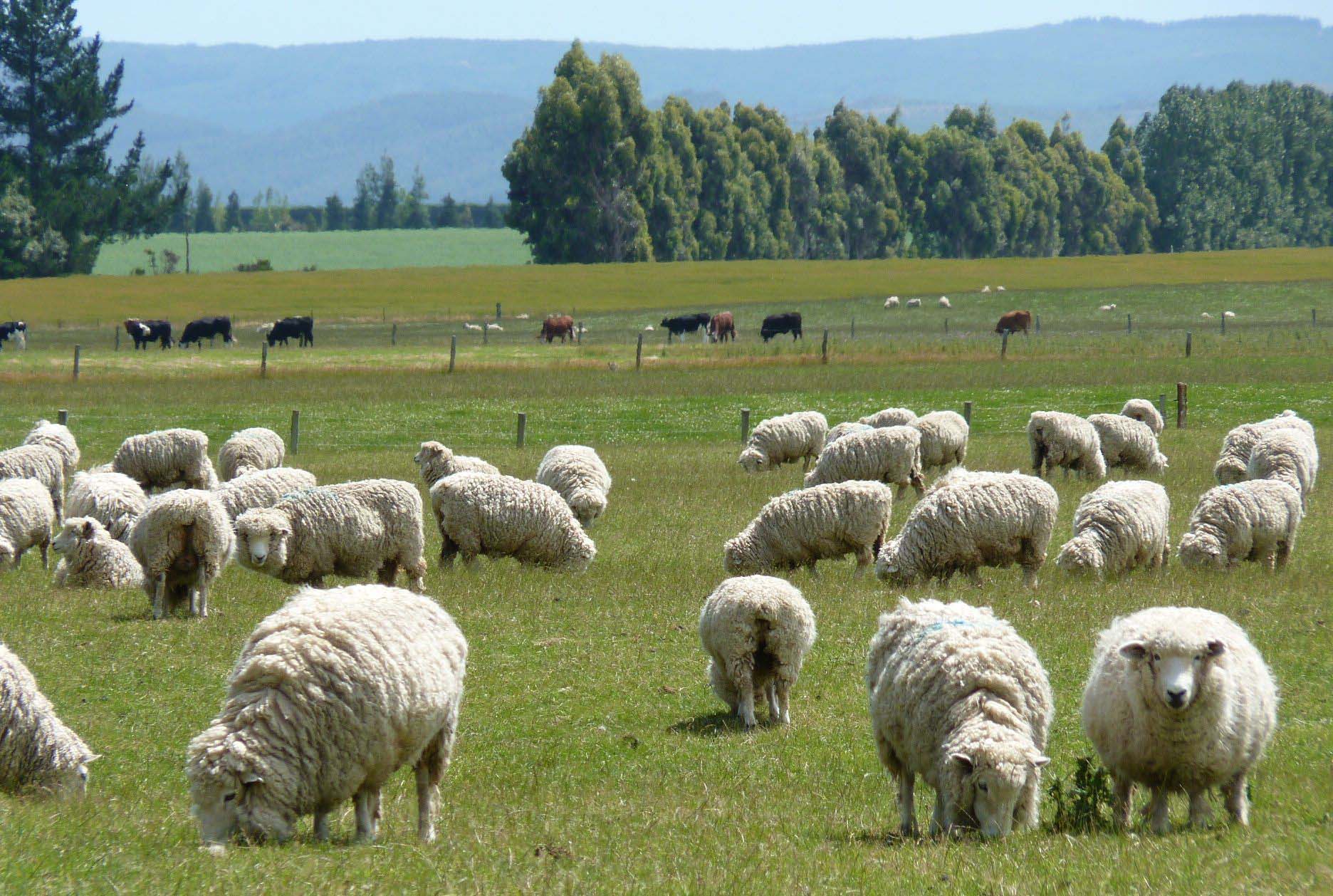 Lamb A lamb eating grass