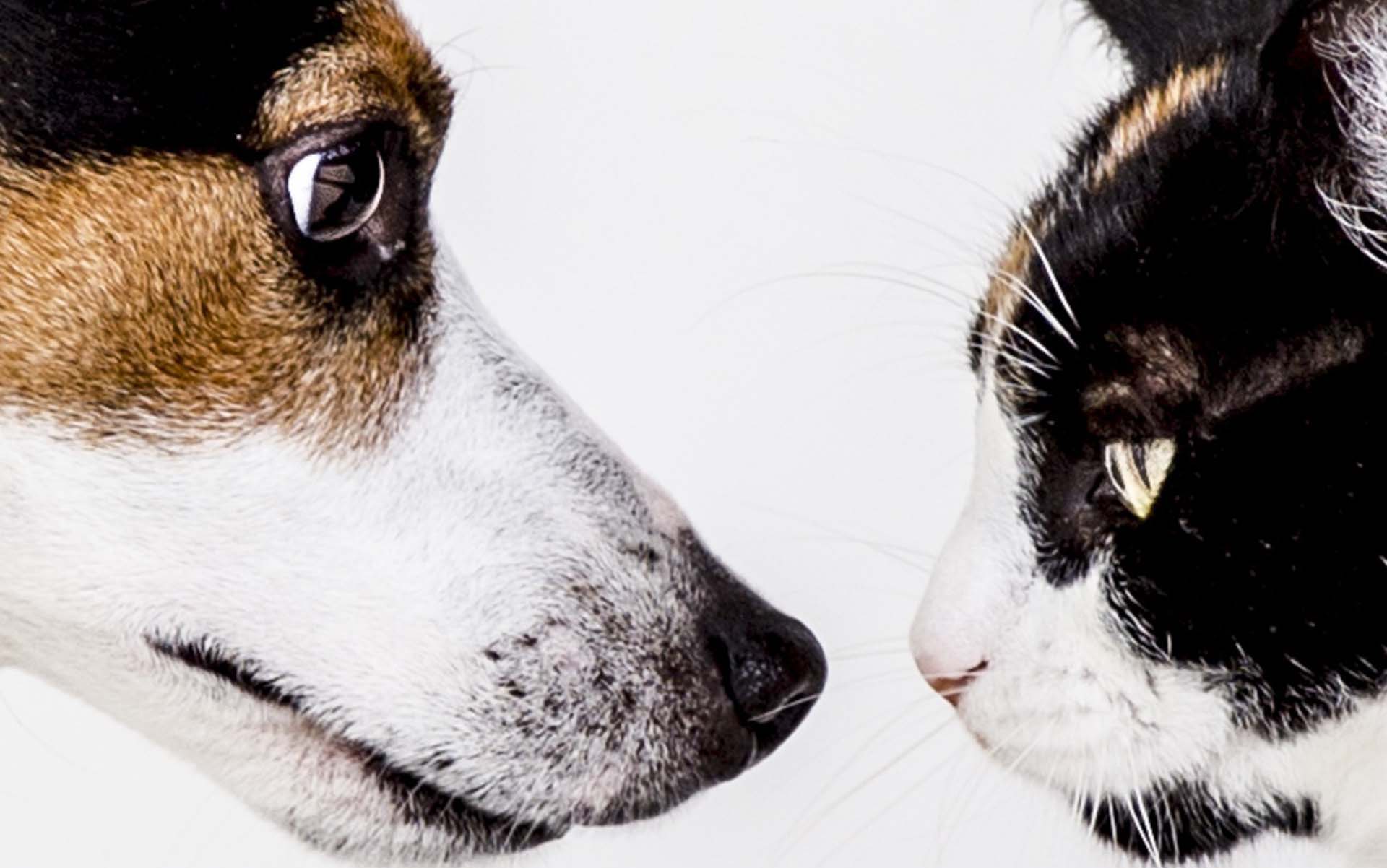 A dog and cat looking at each other.